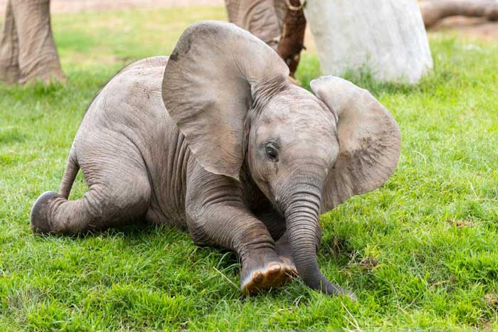 A Baby Elephant