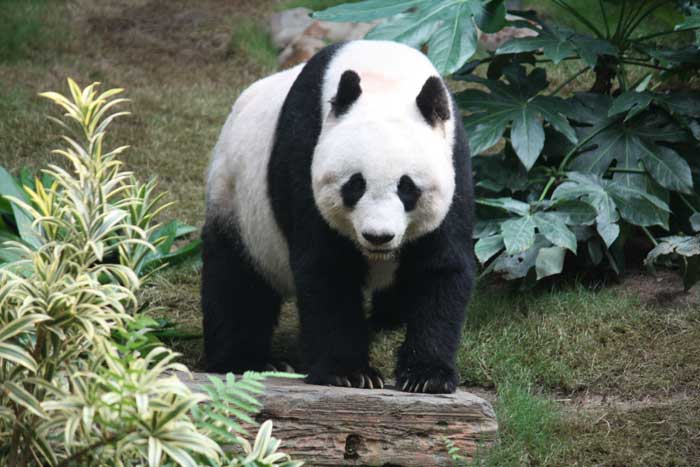 A Giant Panda Bear