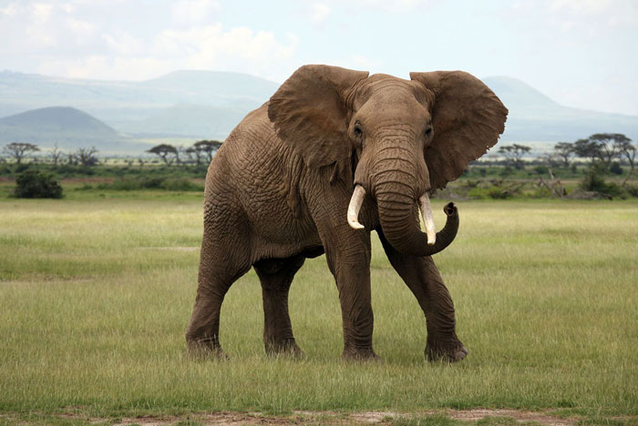 African Bush Elephant 10 Tons