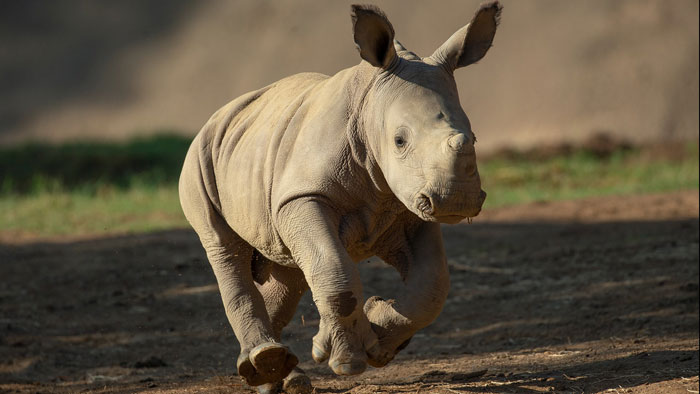 Baby Rhino