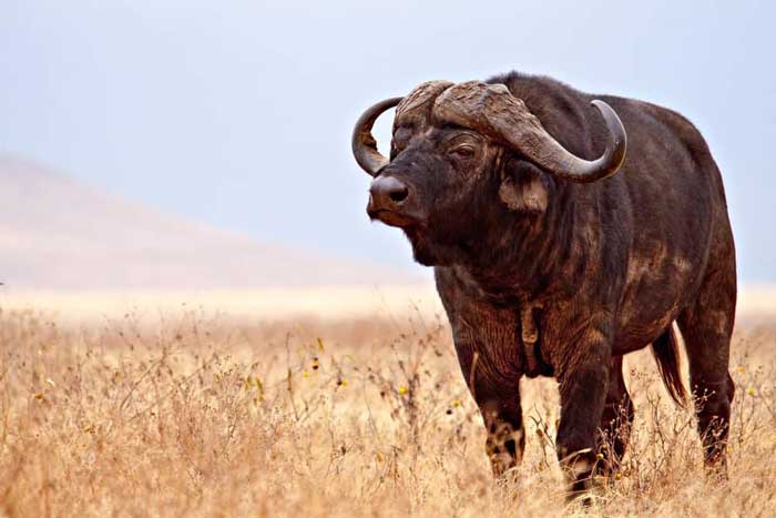 Buffalo Weight