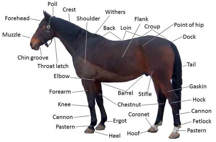 Horse Anatomy