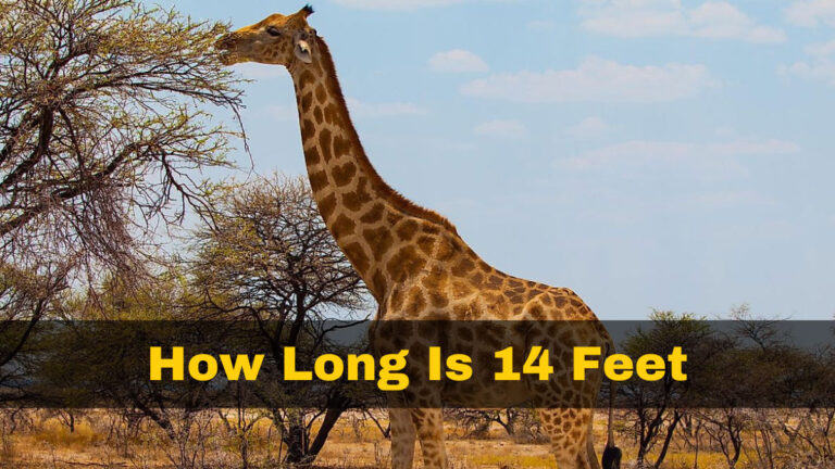 How Long Is 14 Feet