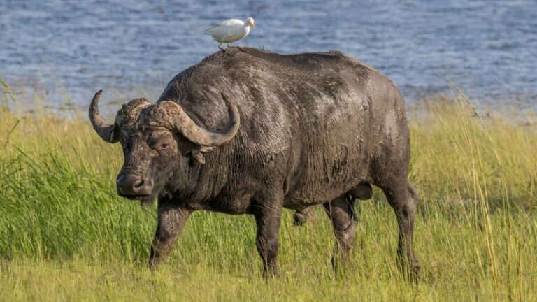 How Much Does Buffalo Weigh