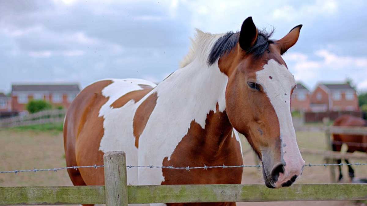 How Much Does Horse Head Weigh