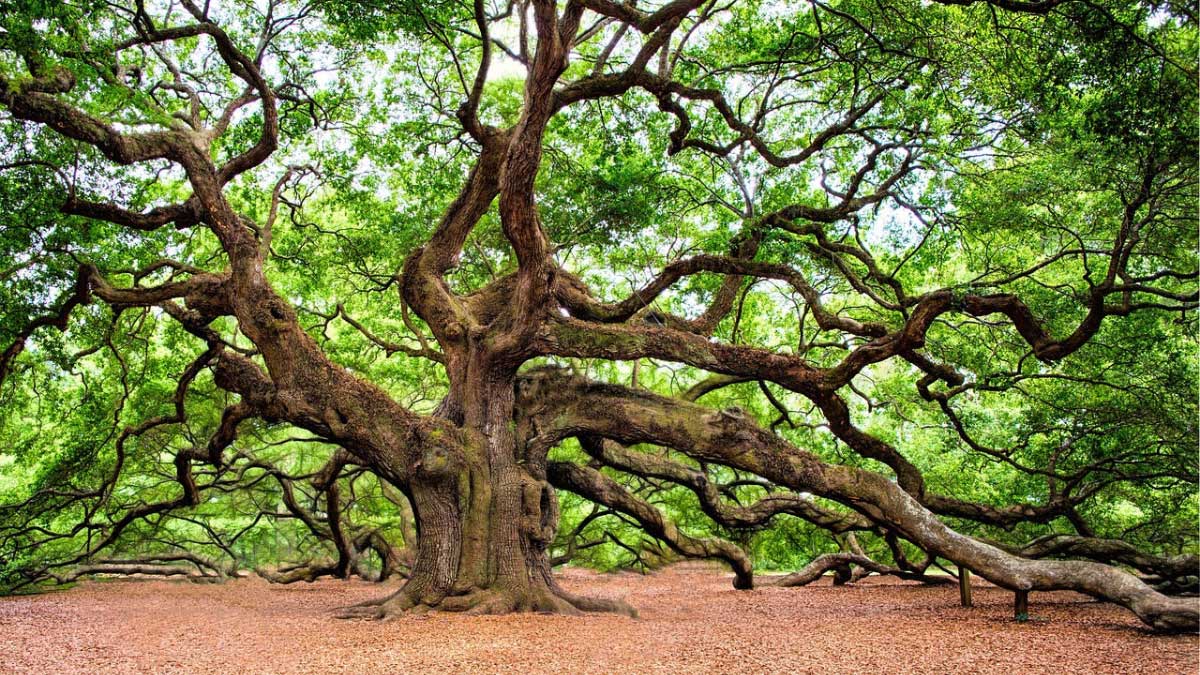 How Much Does Oak Tree Weigh