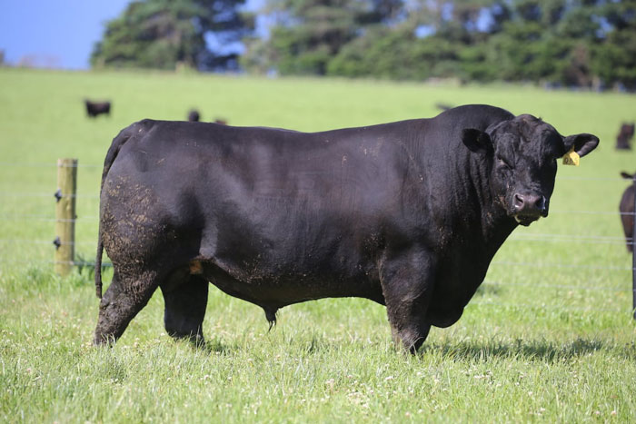 Methods to Determine Bull Weight