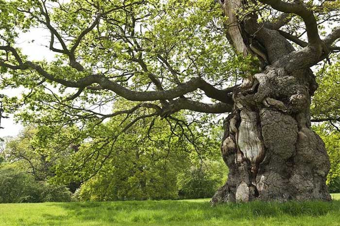 Oak Tree Weight