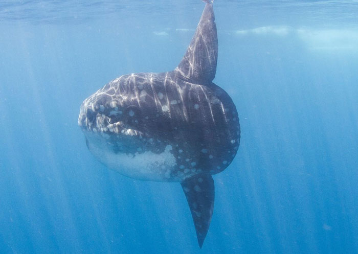 Ocean Sunfish