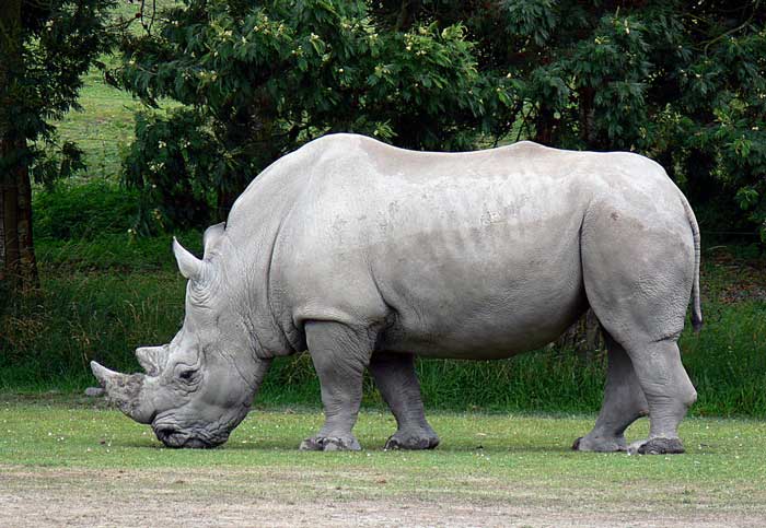 White Rhinoceros 3 Tons