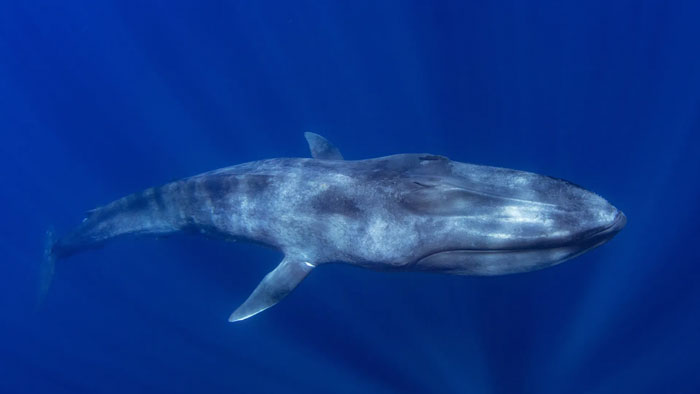 Blue Whale Weigh