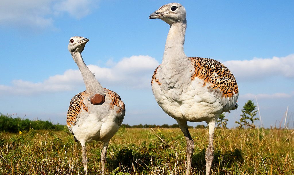 Heaviest Flying Birds